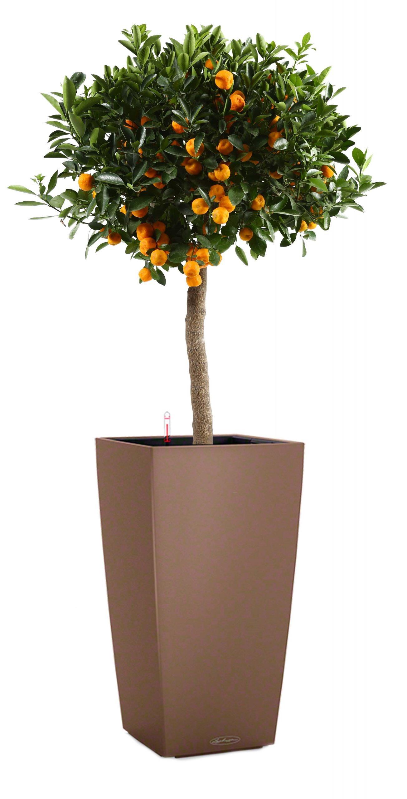Citrofortunella Calamondine in LECHUZA CUBICO Color Self-watering Planter, Total Height 180 cm