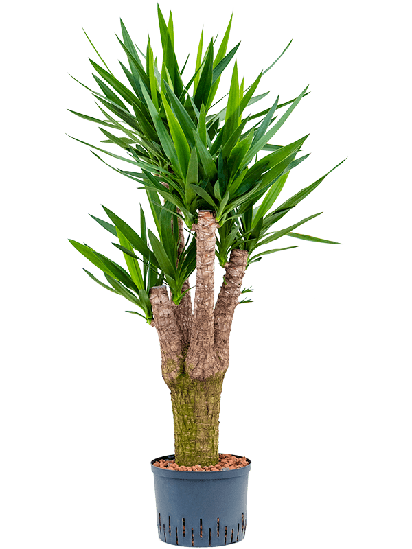 Insta-friendly Spineless Yucca elephantipes Tall Indoor House Plants Trees