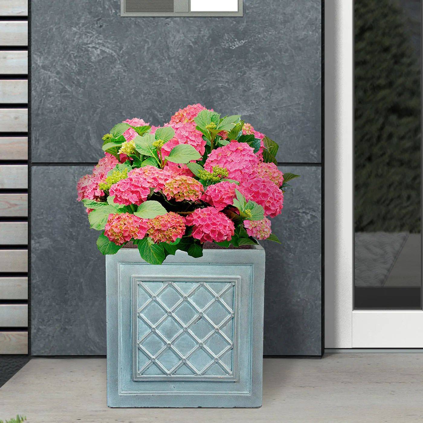 How big is a 2 litre plant pot? | Article by Getpotted