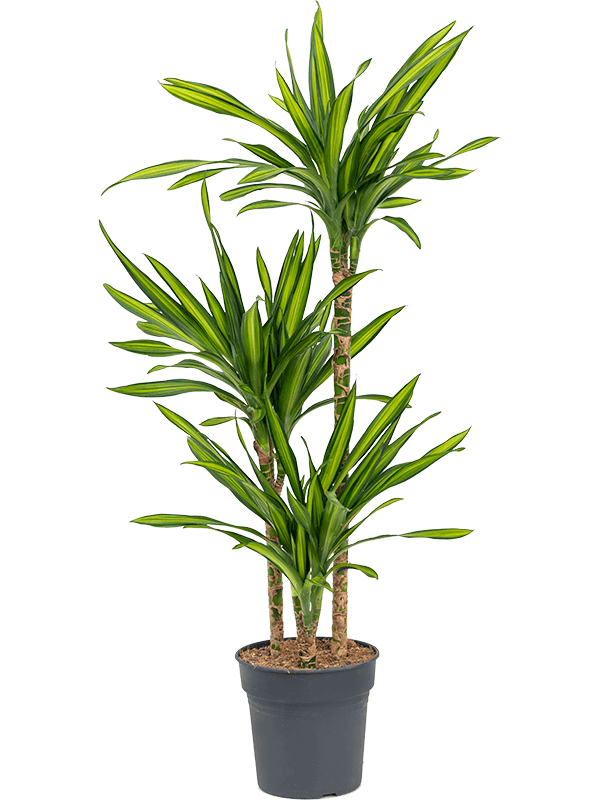 Easy-Care Corn Plant Dracaena fragrans 'Riki' Tall Indoor House Plants Trees