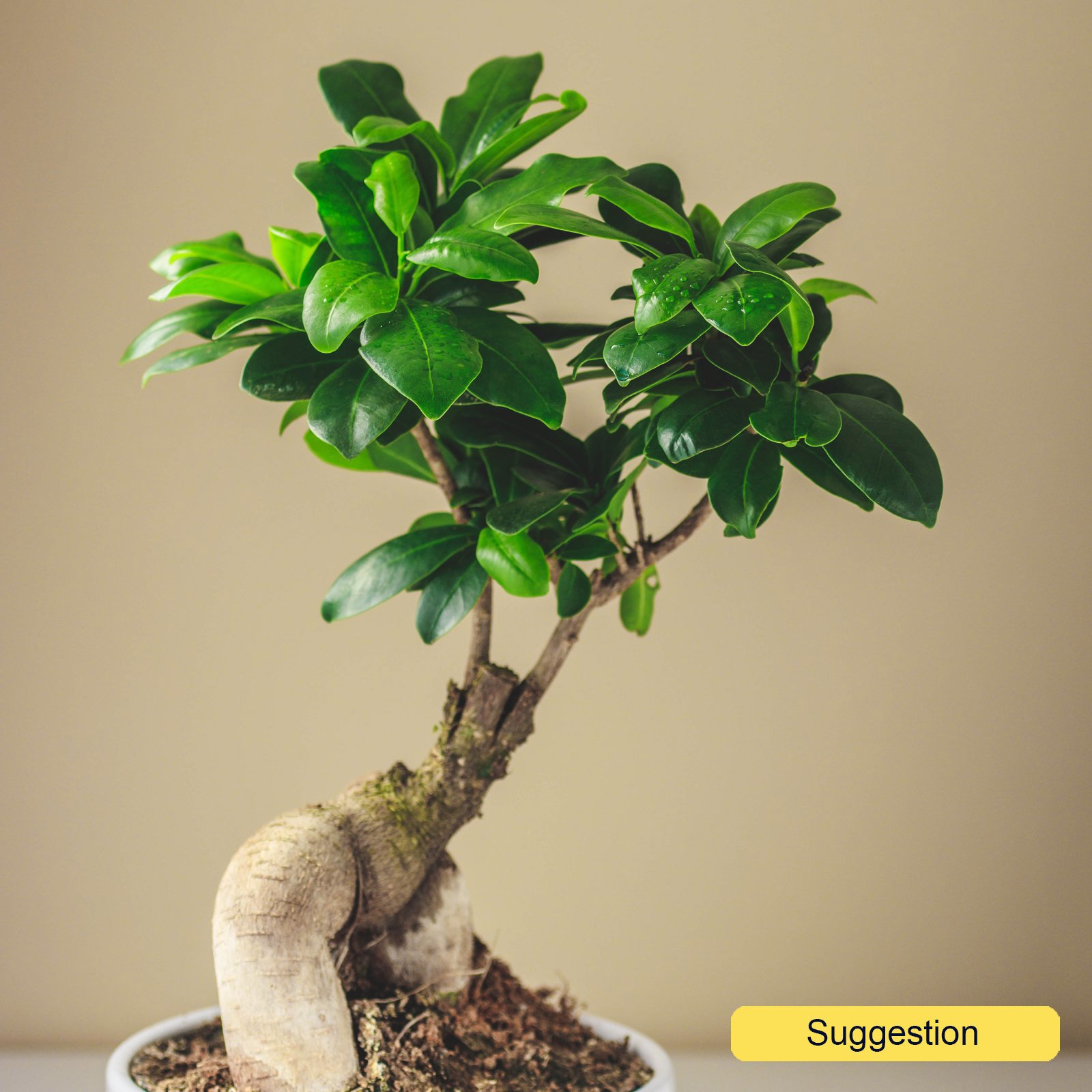 Cute Chinese Banyan Ficus microcarpa 'Ginseng' Indoor House Plants