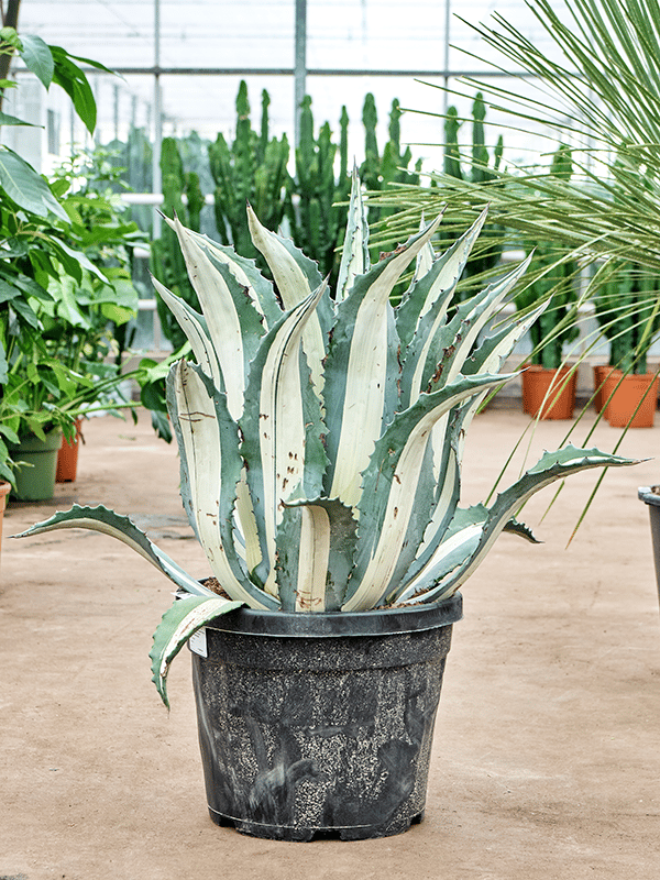 Striking Century Plant Agave amerciana mediopicta 'Alba'