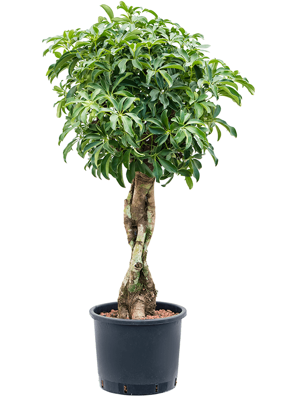 Easy-Care Umbrella Tree Schefflera arboricola 'Compacta' Tall Indoor House Plants Trees