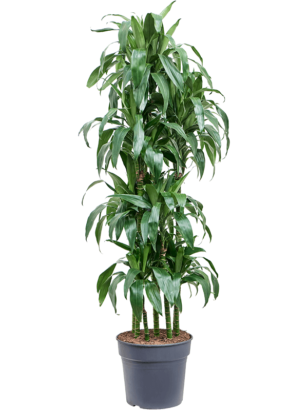 Impressive Corn Plant Dracaena fragrans 'Janet Craig' Tall Indoor House Plants Trees