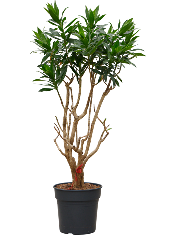 Easy-Care Dragon Tree Pleomele (Dracaena) reflexa Tall Indoor House Plants Trees