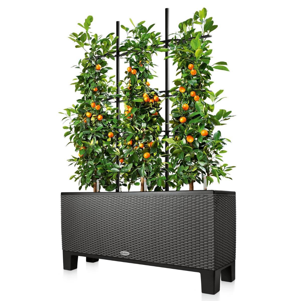 LECHUZA Trellis for TRIO