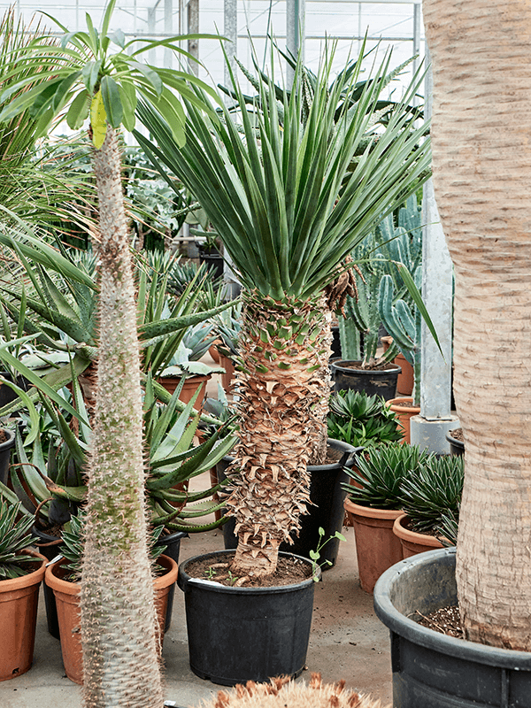 Easy-Care Dragon Tree Dracaena draco 'Compact' Tall Indoor House Plants Trees