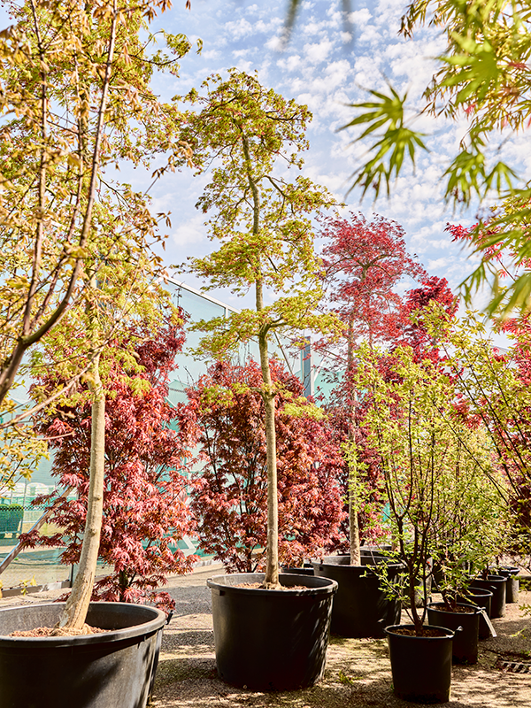 Acer pal. diss. 'Viridis'