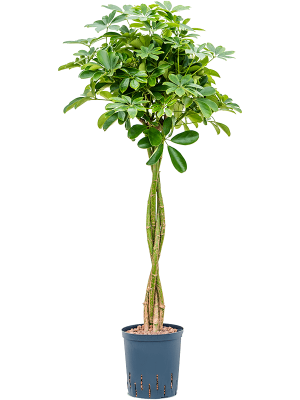 Insta-friendly Umbrella Tree Schefflera arboricola 'Nora' Tall Indoor House Plants Trees