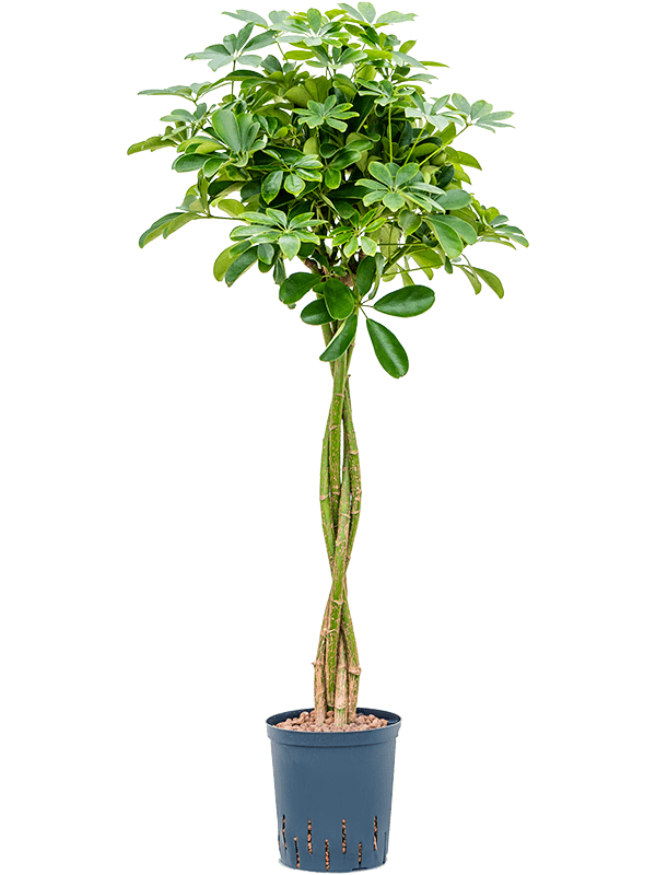 Insta-friendly Umbrella Tree Schefflera arboricola 'Nora' Tall Indoor House Plants Trees