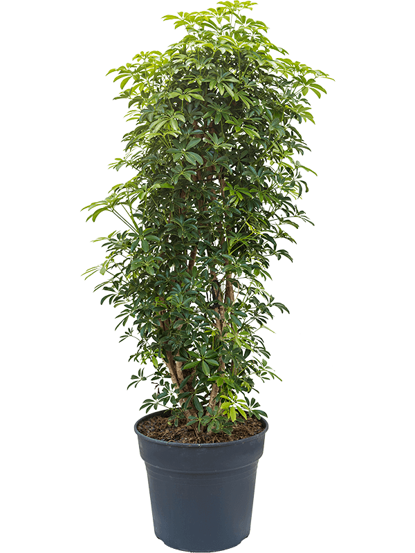 Easy-Care Umbrella Tree Schefflera arboricola 'Luseana' Indoor House Plants