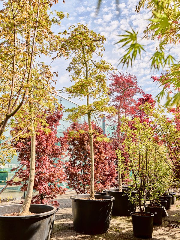Acer pal. diss. 'Viridis'