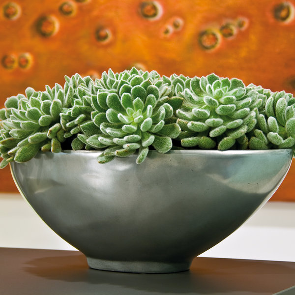 Loft Bowl Polystone Indoor Planter