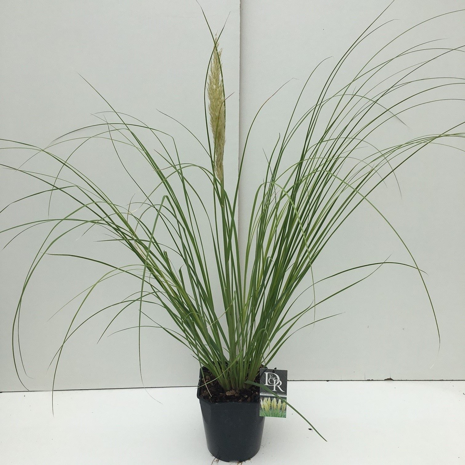 Cortaderia selloana 'Mini Pampas'