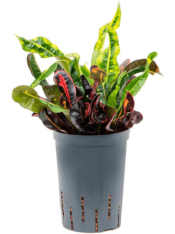 Striking Croton (Codiaeum) variegatum 'Mammi' Indoor House Plants