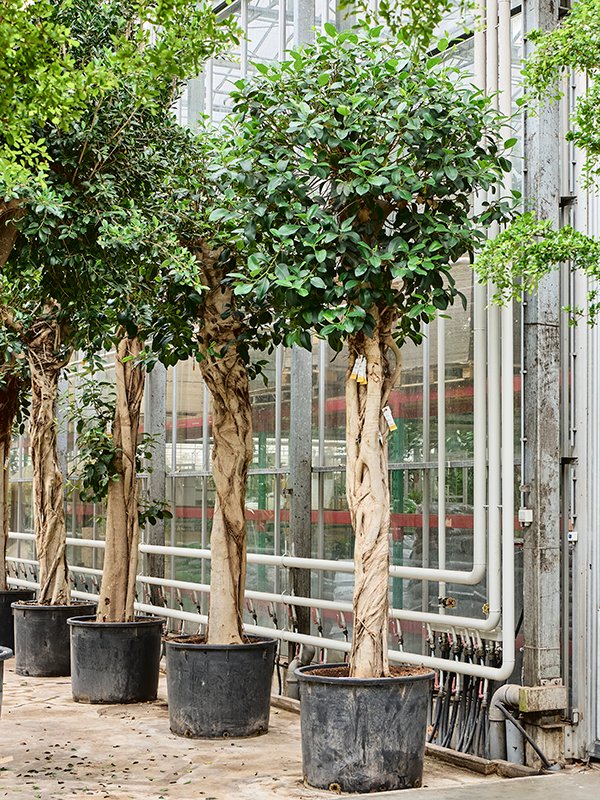Lush Fig Tree Ficus rubiginosa 'Australis' Tall Indoor House Plants Trees