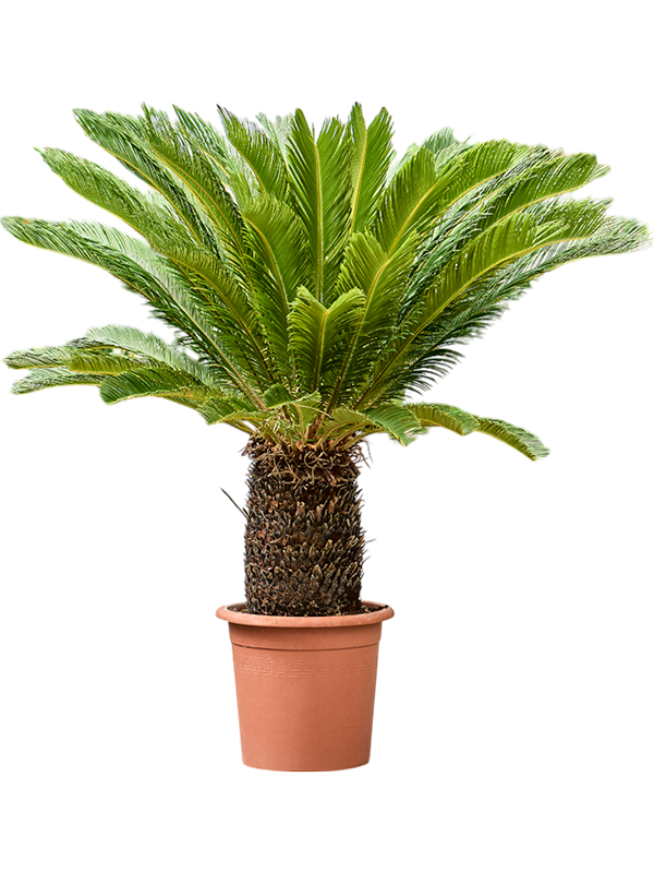 Sago Palm Cycas revoluta