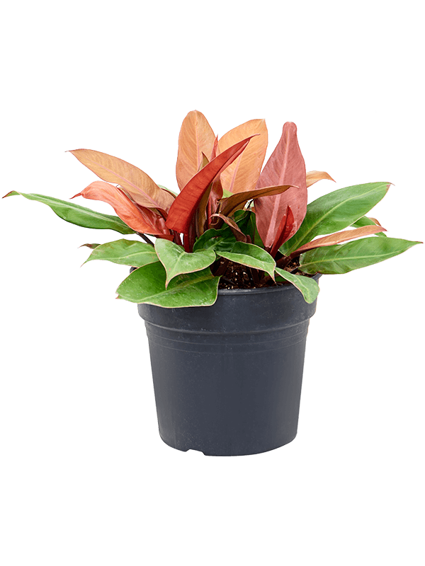 Lush Heart-Leaf Philodendron 'Prince of Orange' Indoor House Plants