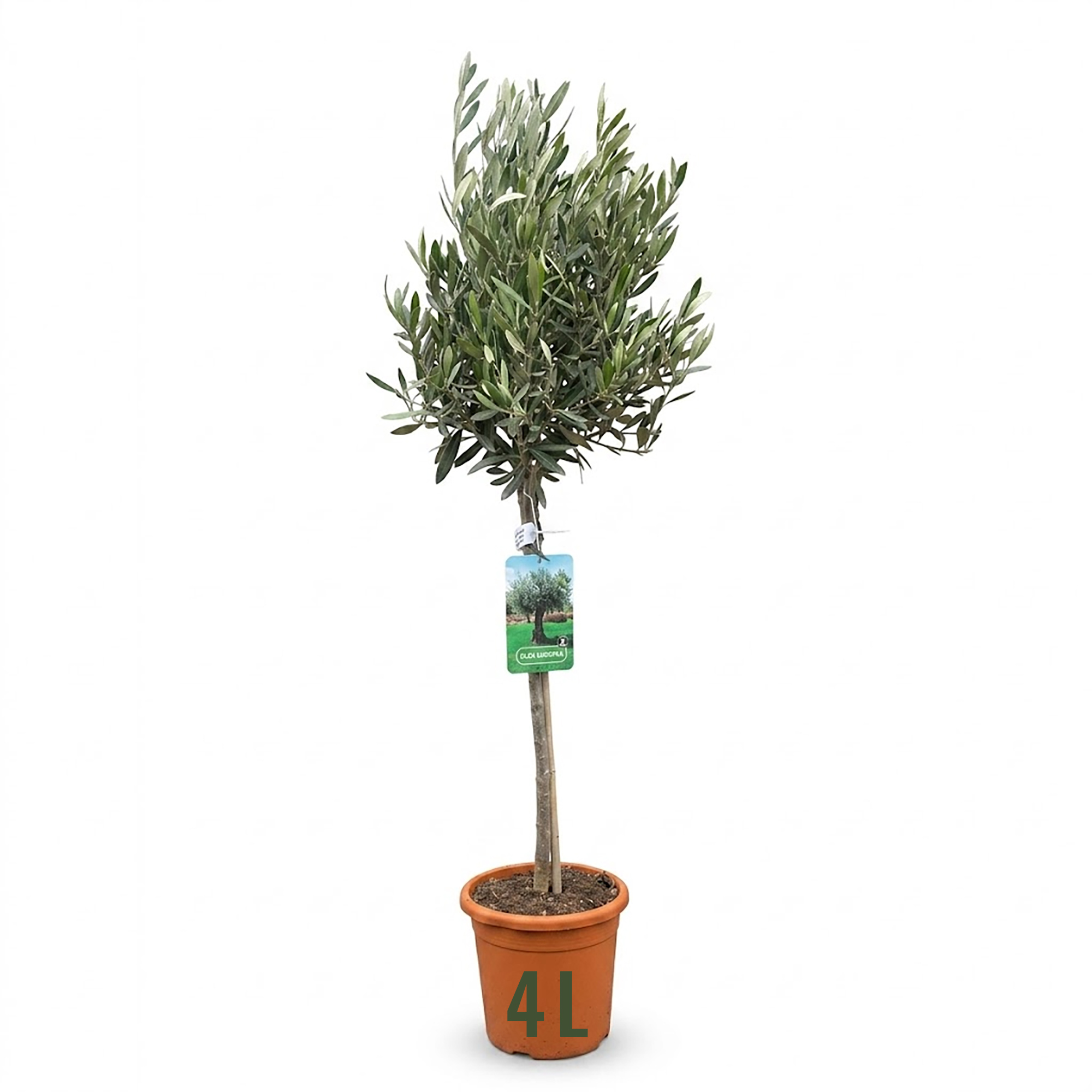 Olive Tree | Olea europea