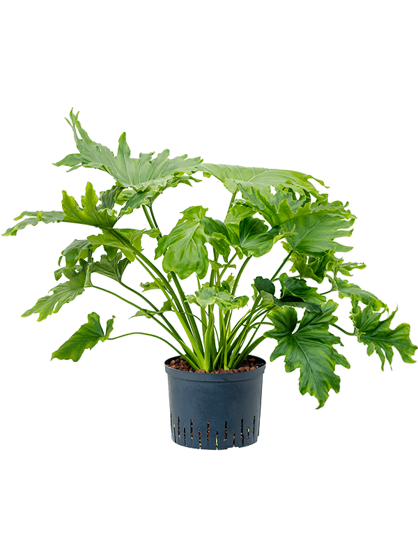 Lush Heart-Leaf Philodendron selloum Indoor House Plants