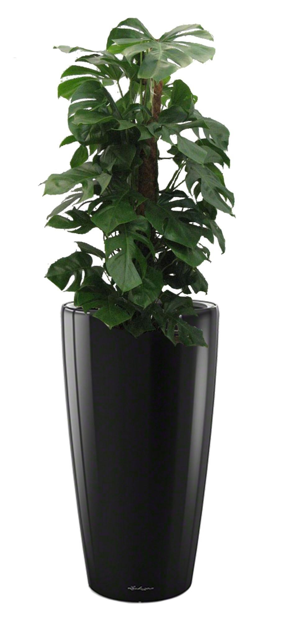 Potted House Plant Monstera Deliciosa in LECHUZA RONDO Black High Gloss  Self-watering Planter, Total Height 150 cm