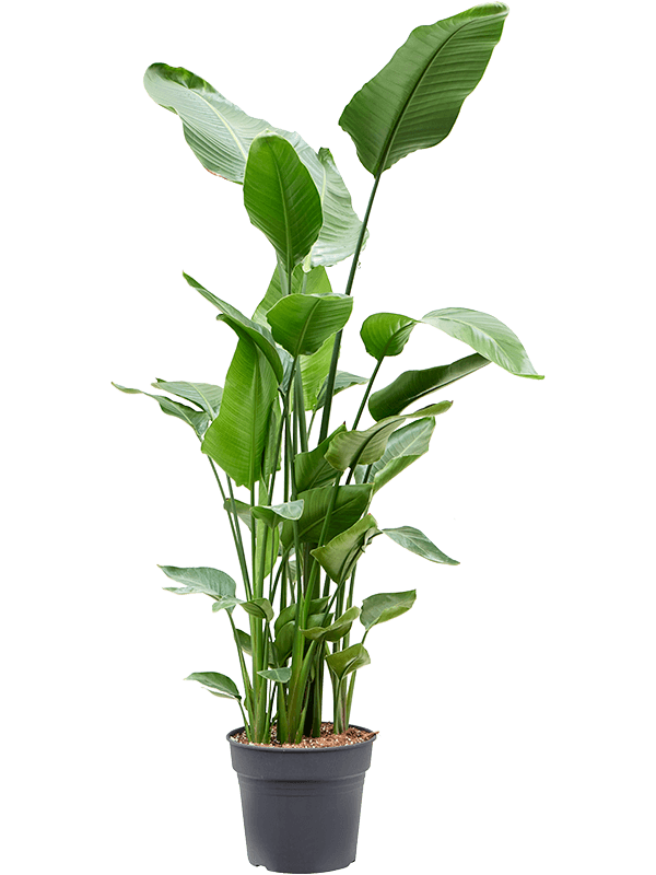 Tropical Bird of Paradise Strelitzia nicolai Indoor House Plants