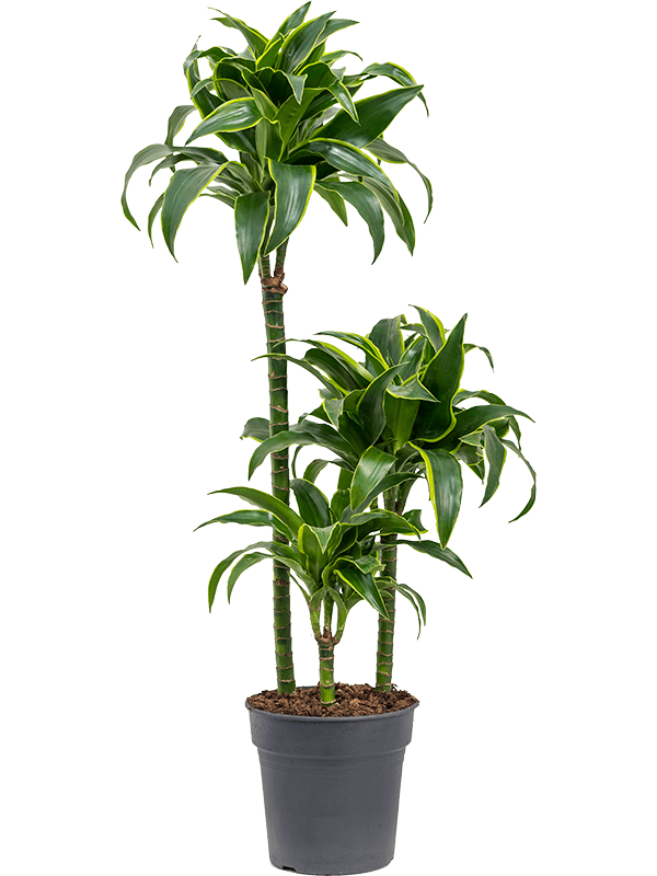 Insta-friendly Corn Plant Dracaena fragrans 'Dorado' Tall Indoor House Plants Trees