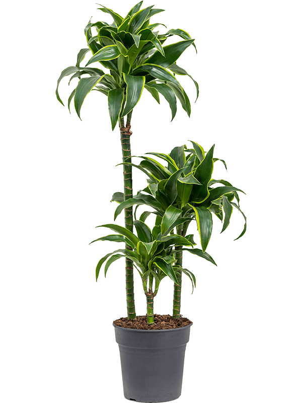 Insta-friendly Corn Plant Dracaena fragrans 'Dorado' Tall Indoor House Plants Trees