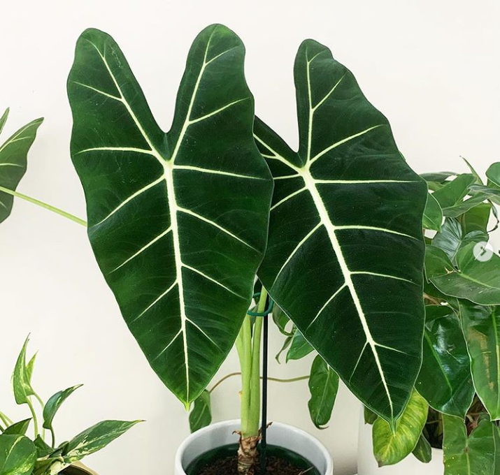 How to grow Alocasia: flower care at home