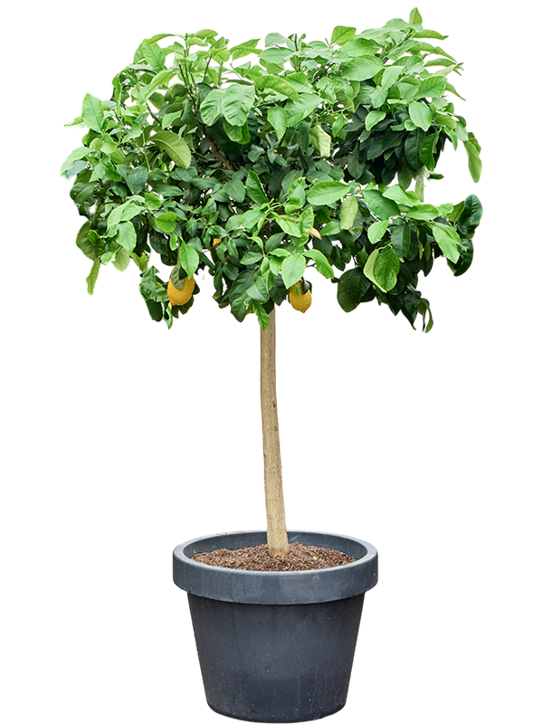 Cheerful Citrus lemon Tall Indoor House Plants Trees