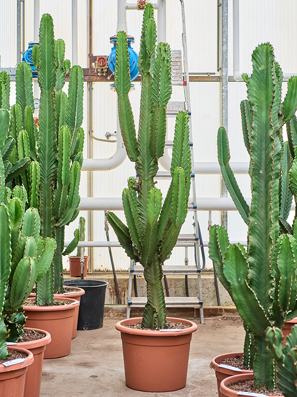 Photogenic Cowboy Cactus Euphorbia ingens Indoor House Plants