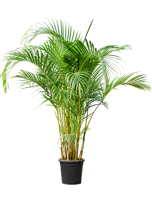 Lush Areca Palm Dypsis (Areca) lutescens Indoor House Plants