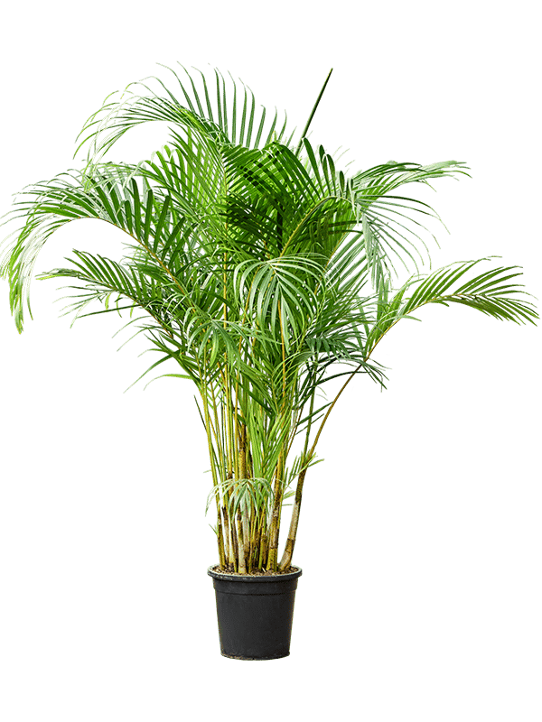 Lush Areca Palm Dypsis (Areca) lutescens Indoor House Plants
