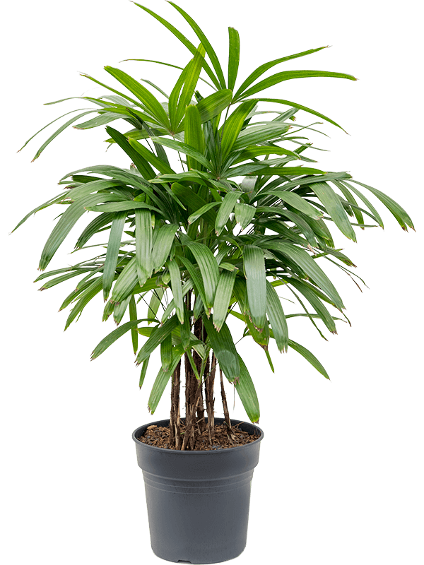 Tropical Lady Palm Rhapis excelsa Indoor House Plants