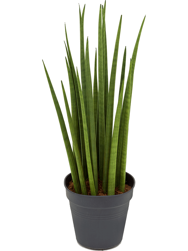 Trendy Snake Plant Sansevieria cylindrica 'Spikes' Indoor House Plants