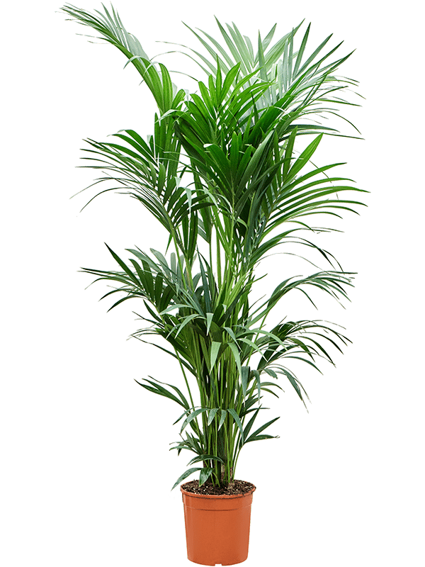 Lush Sentry Palm Kentia (Howea) forsteriana Indoor House Plants
