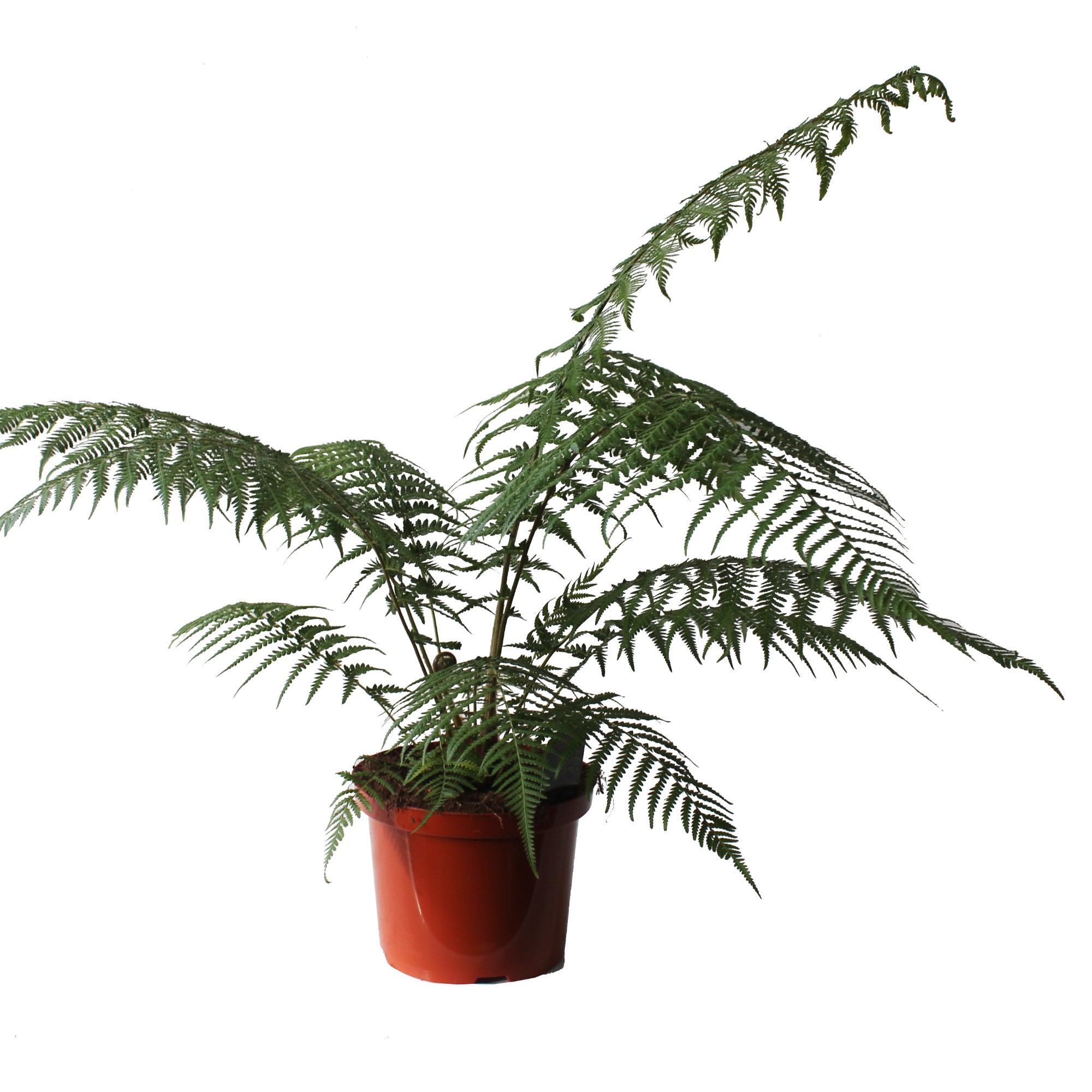 Lush Soft Tree Fern Dicksonia antarctica Tall Indoor House Plants Trees