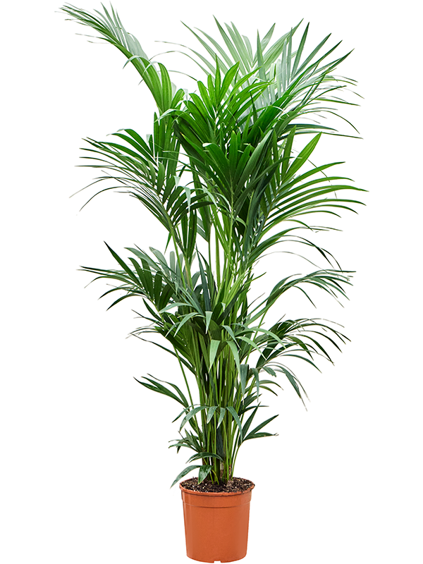 Lush Sentry Palm Kentia (Howea) forsteriana Indoor House Plants