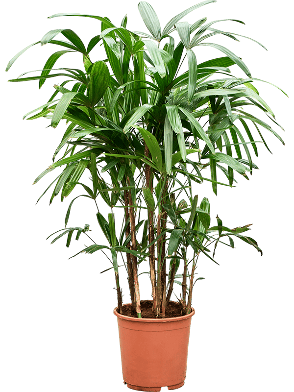 Tropical Lady Palm Rhapis excelsa Indoor House Plants