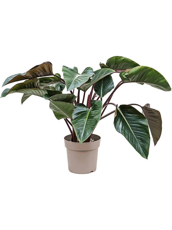 Lush Heart-Leaf Philodendron 'Red Beauty' Indoor House Plants