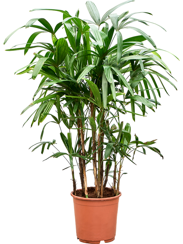 Tropical Lady Palm Rhapis excelsa Indoor House Plants