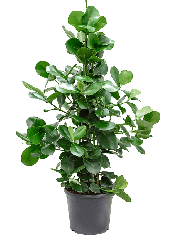 Lush Autograph Tree Clusia rosea Indoor House Plants