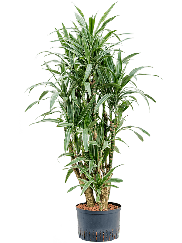 Insta-friendly Dracaena deremensis 'Warneckei' Tall Indoor House Plants Trees