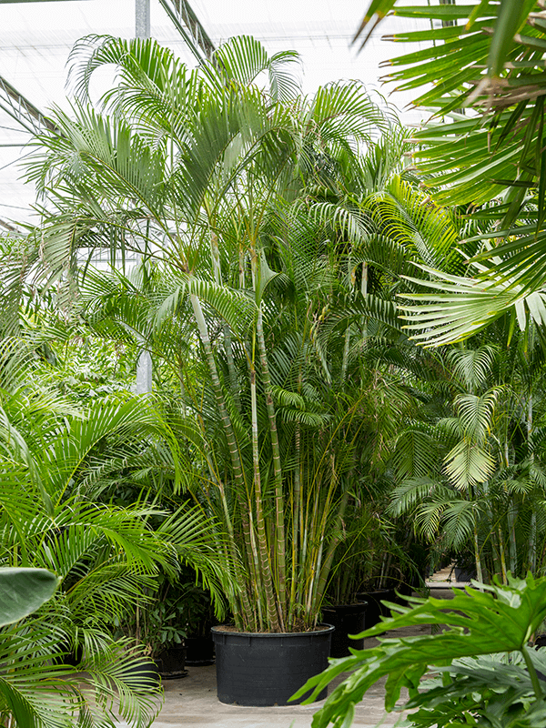 Lush Areca Palm Dypsis (Areca) lutescens Indoor House Plants