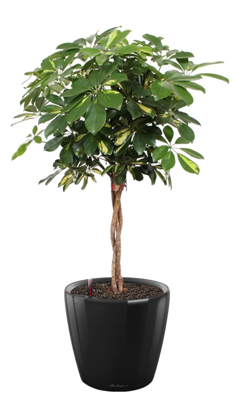 Schefflera Arboricola Gold Capella in LECHUZA CLASSICO LS Self-watering Planter, Total Height 140 cm