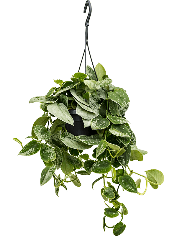 Shade-loving Satin Pothos Scindapsus pictus 'Silvery Ann'' Indoor House Plants