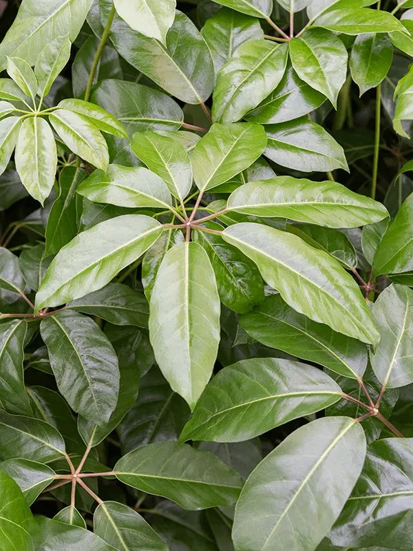 Cheerful Umbrella Tree Schefflera actinophylla 'Amate' Indoor House Plants