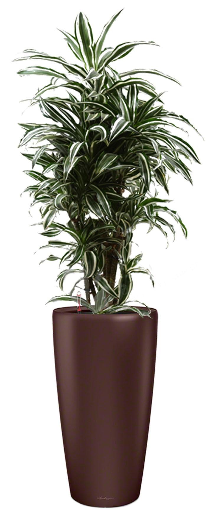 Dracaena Fragrans Warneckii in LECHUZA RONDO Self-watering Planter, Total Height 140 cm
