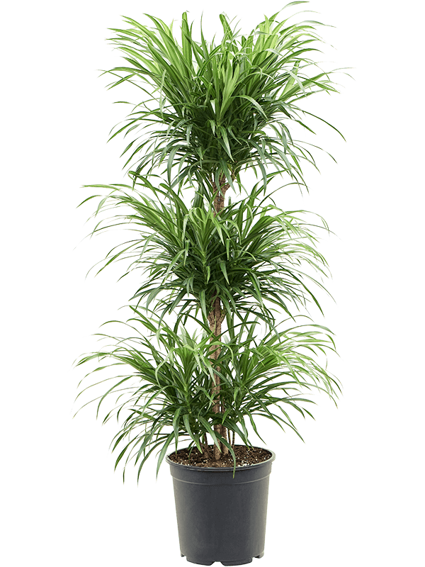 Graceful Pleomele (Dracaena) 'Anita' Tall Indoor House Plants Trees
