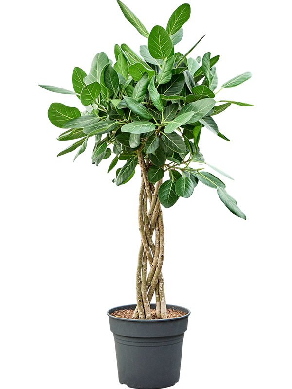 Lush Banyan Fig Ficus benghalensis 'Audrey' Indoor House Plants